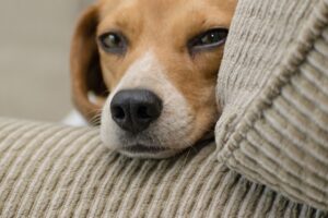 close-up-photo-of-beagle-resting-head-on-armrest of brown couch.